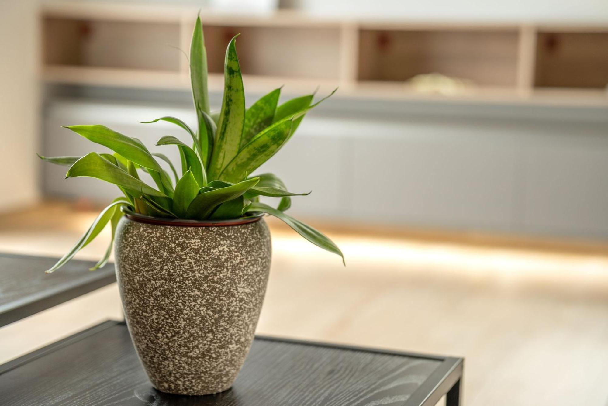 Magnolia Luxury Chania Central Apartments Bagian luar foto